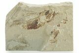 Cretaceous Fossil Fish (Armigatus?) - Lebanon #258879-1